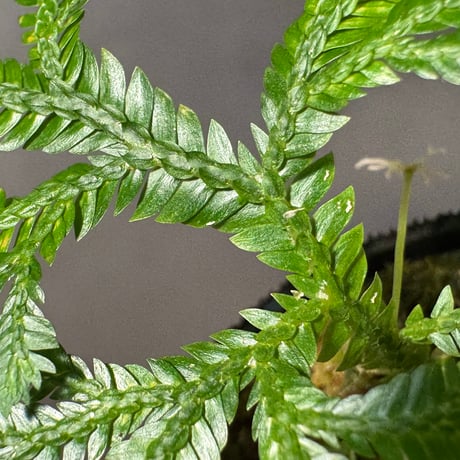 Selaginella sp. from Bogor West Java