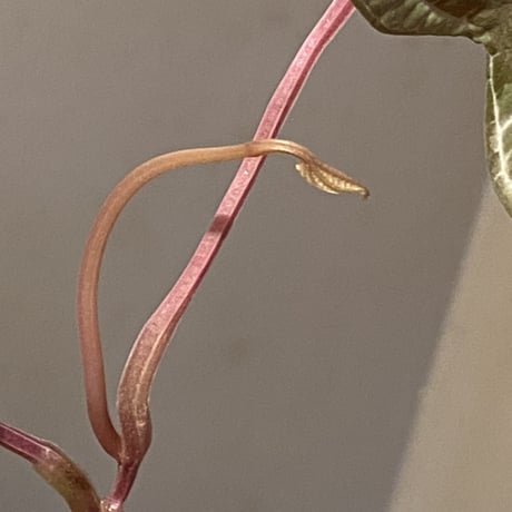 Dioscorea dodecaneura (discolor)