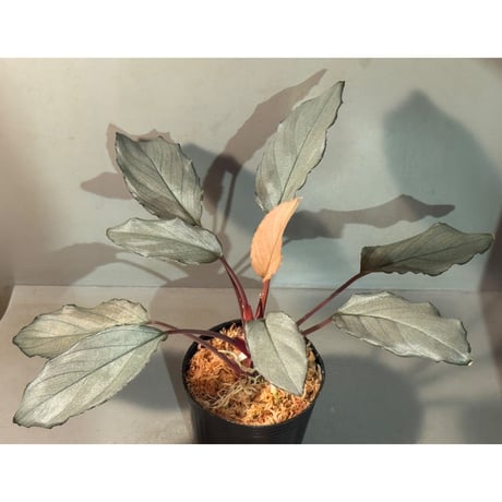 Homalomena sp. "Pink Velvet Long Leaf" from Kepulauan Riau