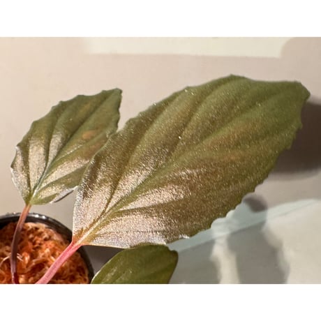 Homalomena  sp. "Opal Purple" from Kepulauan Riau