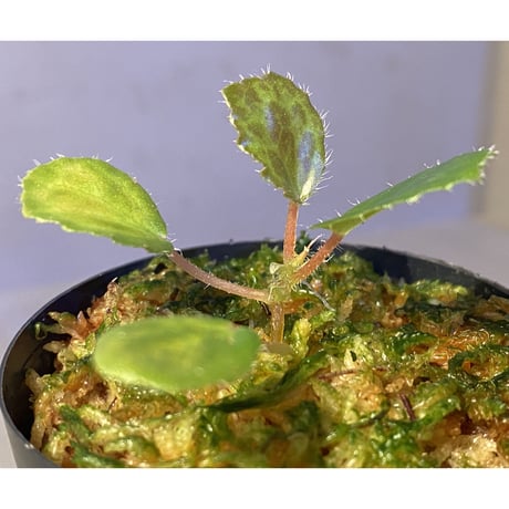 Begonia blancii
