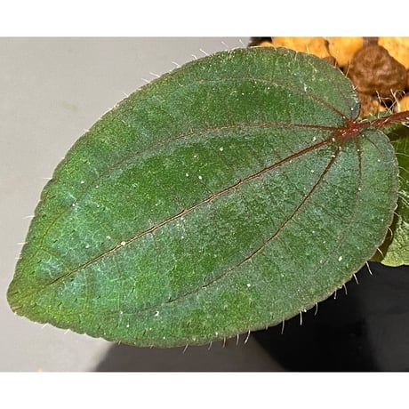 Phyllagathis sp. from Cao Bang Viet Nam [R1217-02]