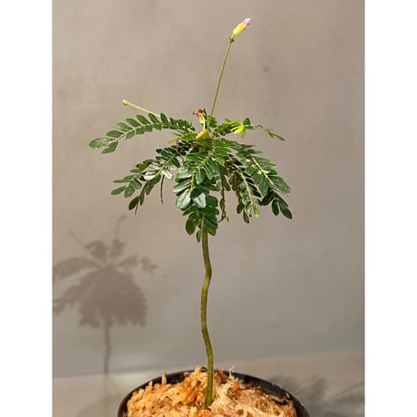 Biophytum dendroides from Colombia