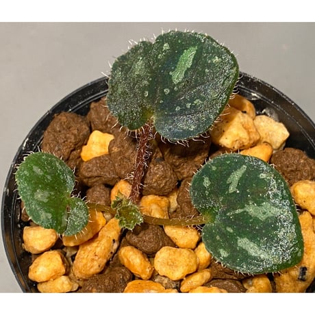 Begonia sp. from Cao Bang [YH251019] TK
