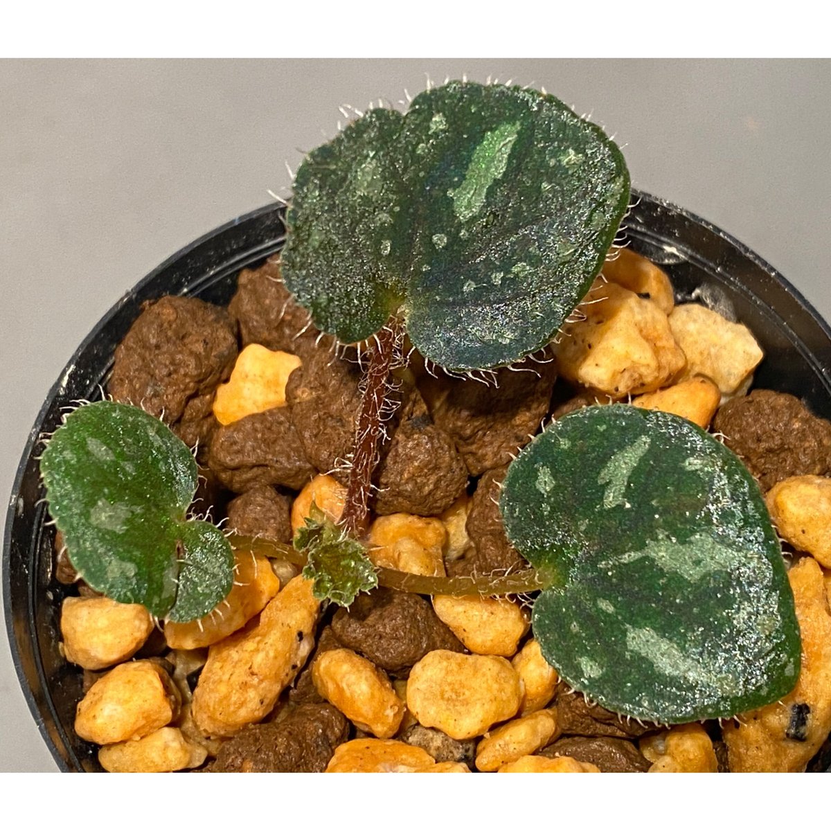 専用❣️Begonia Begonia sp. from Cao Bang [YH251019] TK | M・R・G・R