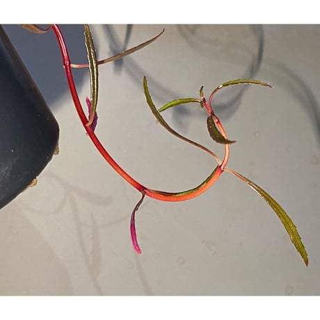 Sonerila linearis from Kedah Malaysia [LA0717-02]