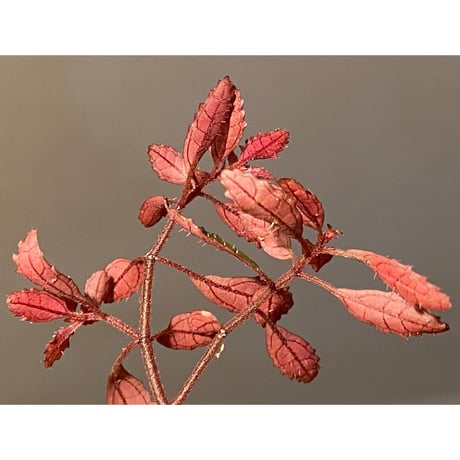 Triolena pileoides from Ecuador