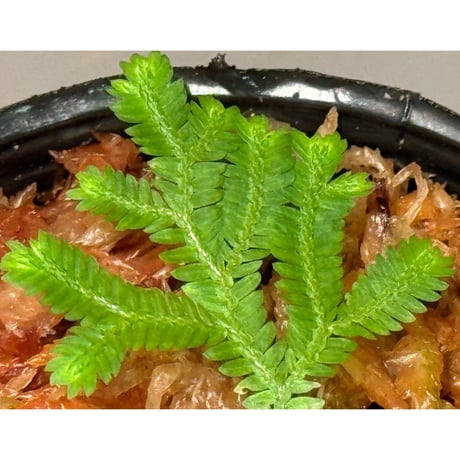 Selaginella biformis [STRINGE PLANTS]