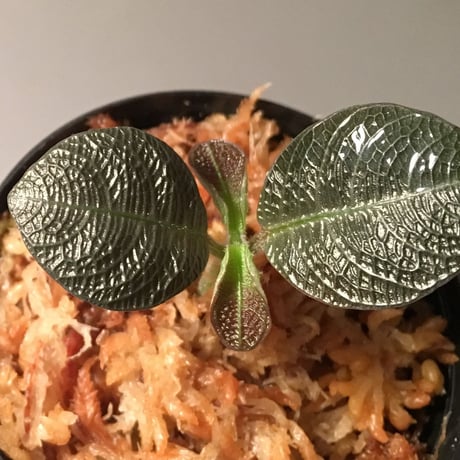 Ophirrizha sp. from Sangau Kalimantan