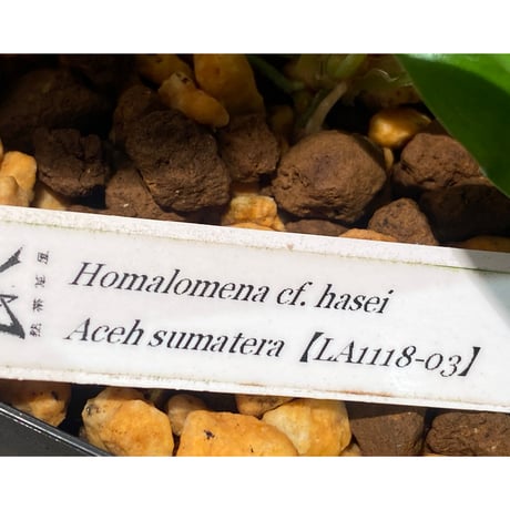 Homalomena cf. hasei from Aceh sumatera [LA1118-03]