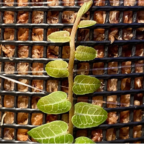 Marcgravia umbellata