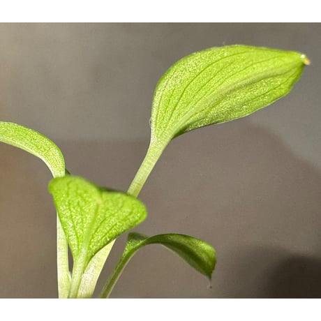 Homalomena sp. from Solok sumatera [LA0616-03]