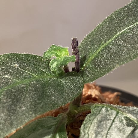 Gymnostachyum sp. from Tigalingga [HW0219-02]