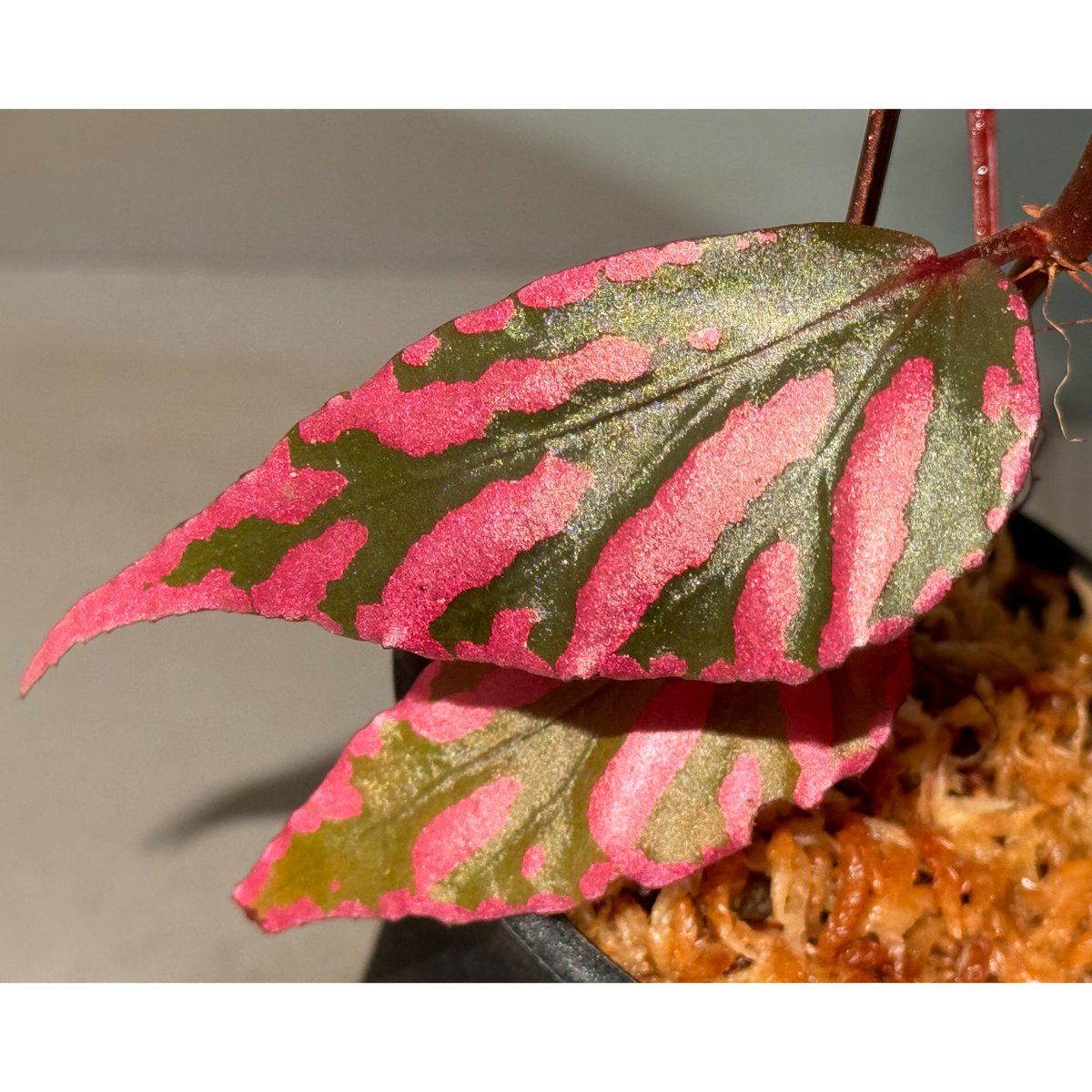 Begonia sp. ぼっち株 from Julau [R1214-01b] | M・R・G・R