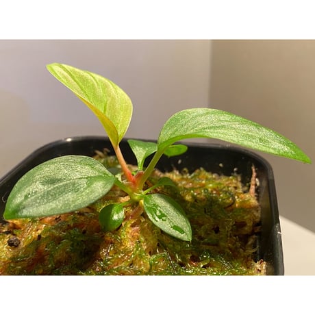 Homalomena sp. from West Kalimantan