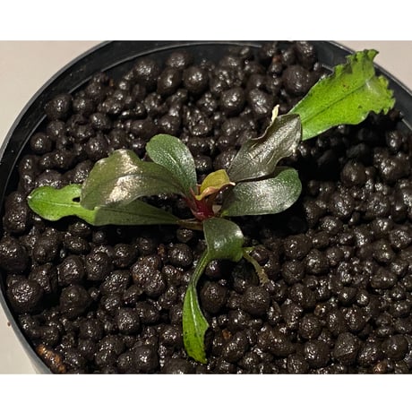 Bucephalandra  sp. "HB No9" from Kalimantan barat [AZ0420-13] ②