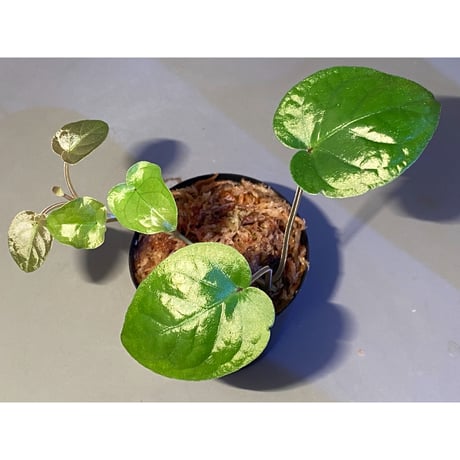 Unknown from Iquitos Peru [tanakay]