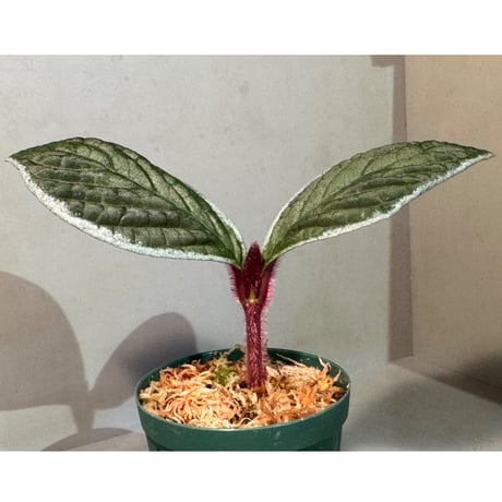 Cosmianthemum bullatum [LA0515-02]