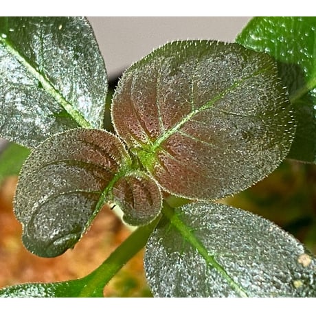 Ophiorrhiza sp. from Papua Barat[LA0319-01]
