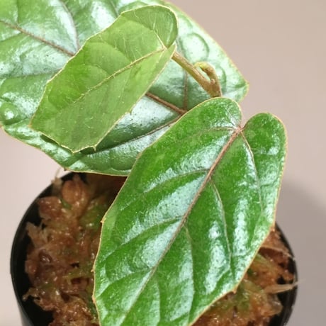 Pterisanthes sp. from Sabah Malaysia