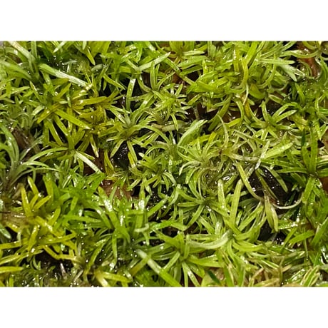 Moss from Ipoh State Malaysia
