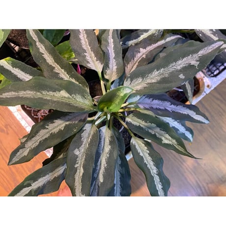 Aglaonema pictum from Aceh Sumatra [T-010519-b-2]