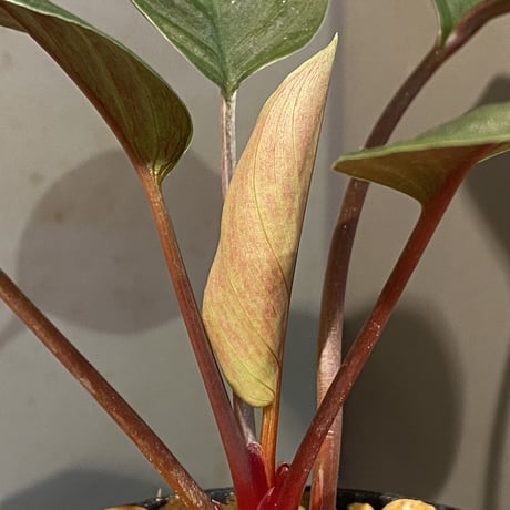 Homalomena sp. #9 from Sekadau [LA2013年] GN販売株