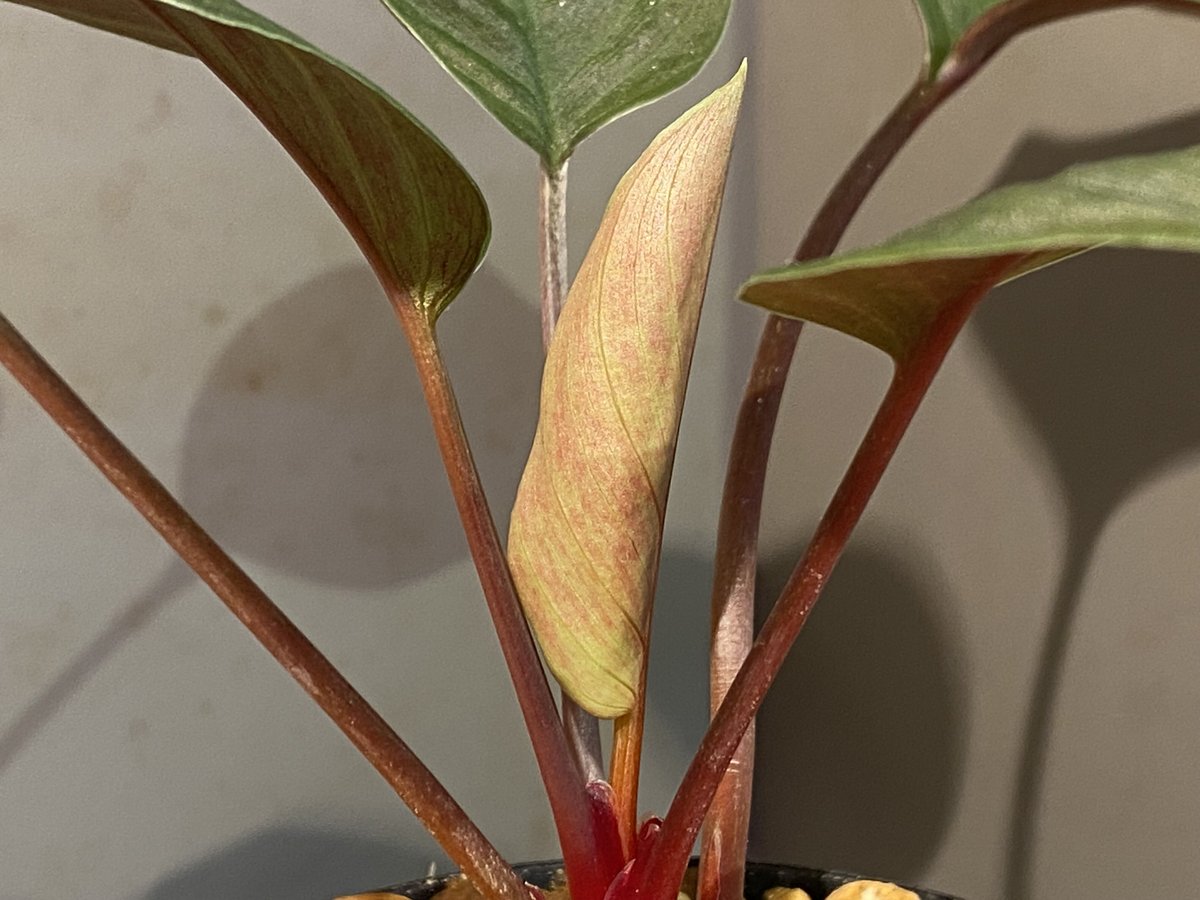 Homalomena sp. #9 from Sekadau [LA2013年] GN販売株