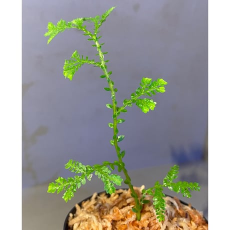 Selaginella plana 伊藤蟻植物農園