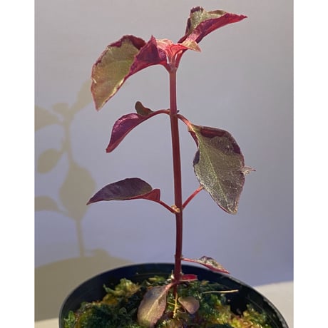 Melastoma sp. from Sibolga