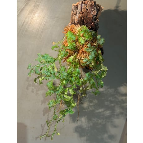 Selaginella willdenowii