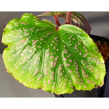 (大株) Begonia sp . "Kayulapis" Kal-barat [TB]