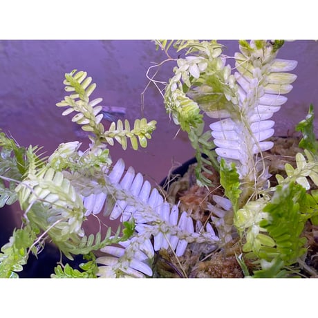 Selaginella sp. バリエガータ from "Nanga pinoh" [TB]