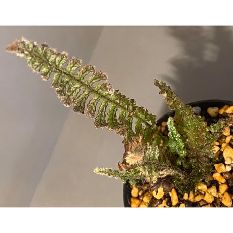 Trichomanes sp. from Iquitos Peru [tanakay]