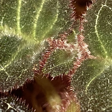 Pearcea hypocyrtiflora from Rio Napo Ecuador [tanakay] 白葉脈