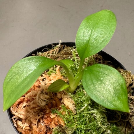 Homalomena sp . from Jerteh [TK090118-2]