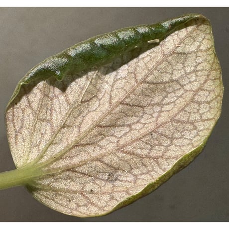 Peperomia sp. "Black leaf"