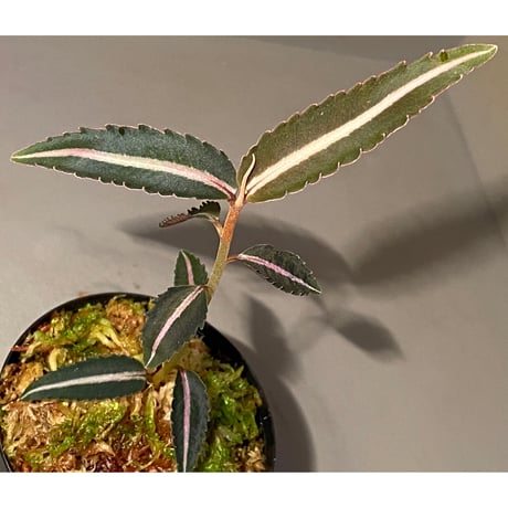 Labisia sp. from Kapuas hulu Kalimantan barat