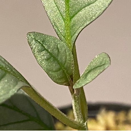 Acanthaceae gen. from Laos [LA]