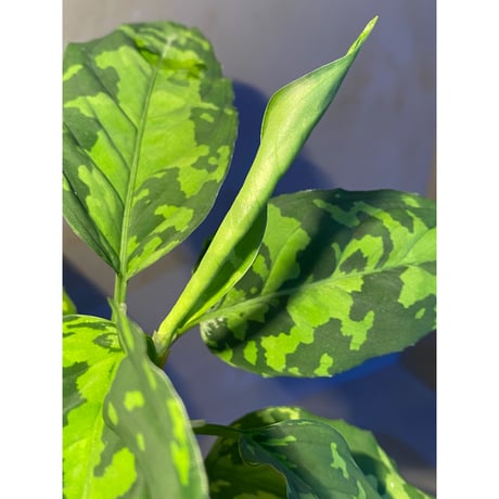 Aglaonema pictum GW1410 from Padang sidempuan [TB]