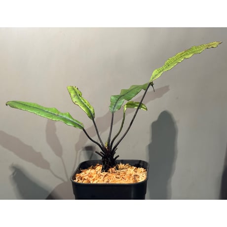 Asplenium sp. from Sulawesi ①