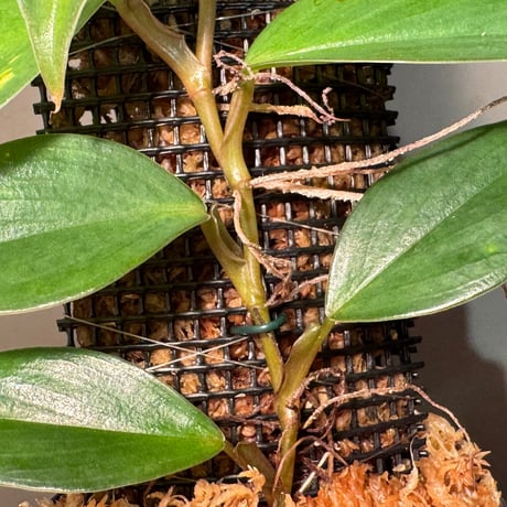 Philodendron sp. from Iquitos Peru [tanakay]