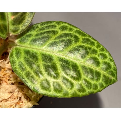 Ardisia sp. from Sumatera