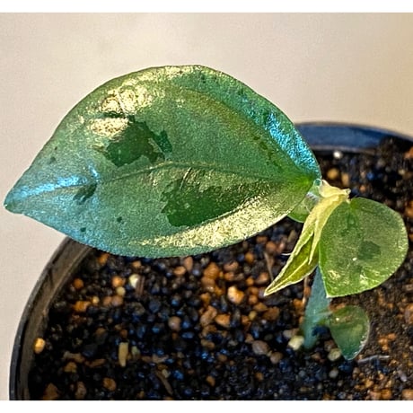 Elatostema sp. from Nopphitam [TK260915]
