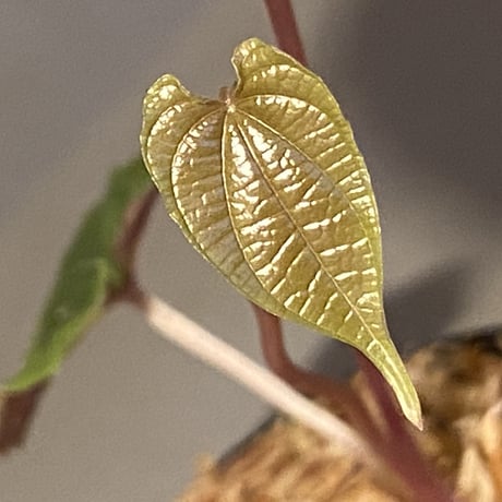 Dioscorea dodecaneura (discolor)