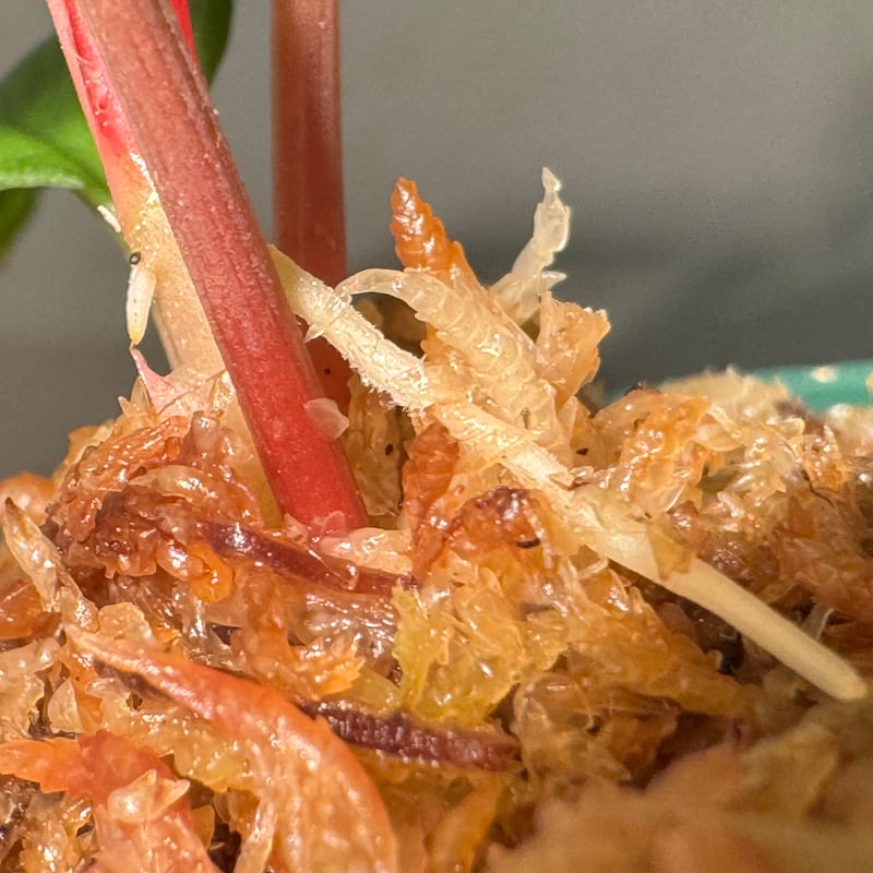 Homalomena sp. from Malalak [TK110117] | M・R・G・R