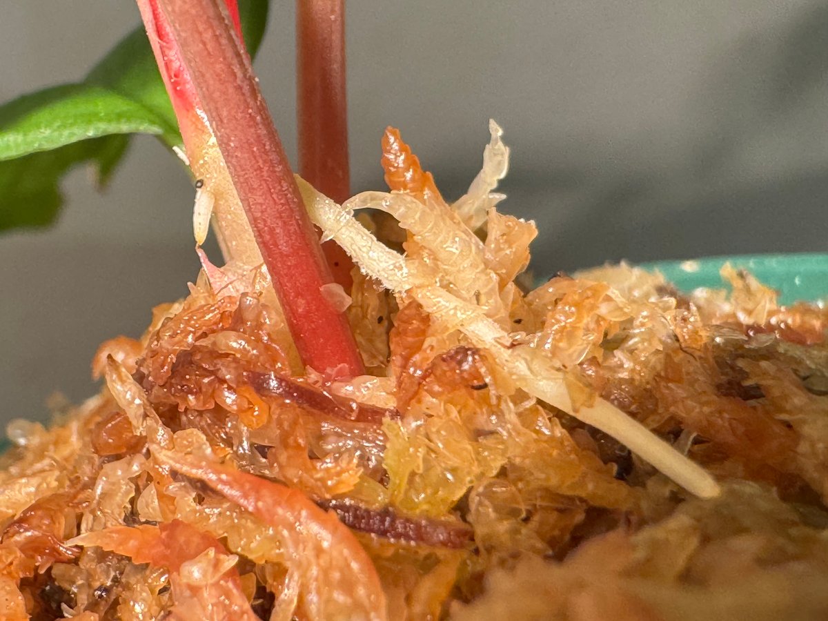 Homalomena sp. from Malalak [TK110117] | M・R・G・R