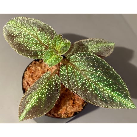 Sonerila sp. from Phitsanulok
