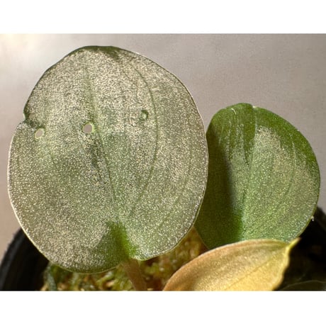 Homalomena sp. "Pink Velvet" from Kepulauan Riau [KN]
