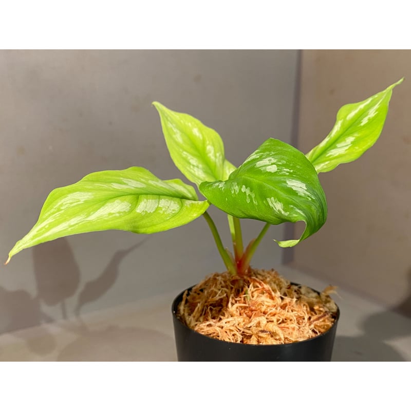 Homalomena sp.Riau sumatera【LA1119-01】大株 Homalomena sp.Riau sumatera white pattern - KZT PLANTS STORE
